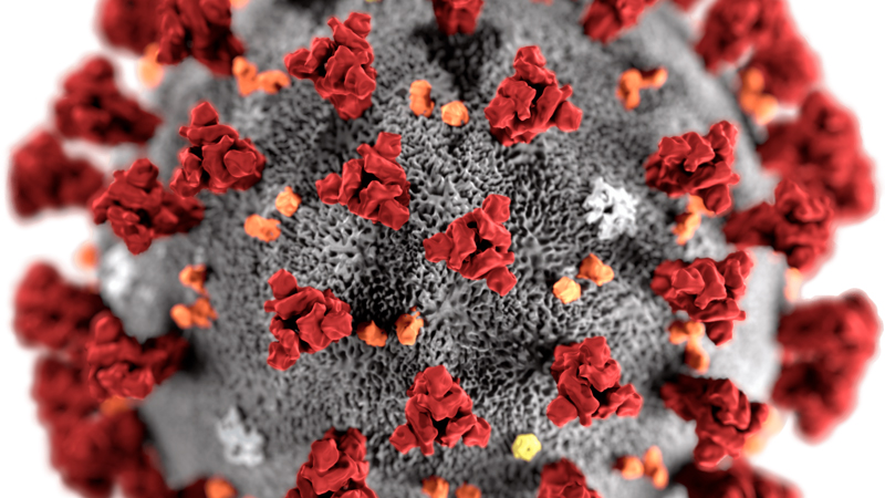 Korona virus